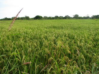 03 Riz   Paddy